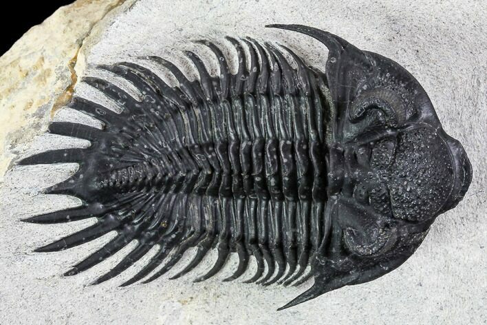 Spiny Delocare (Saharops) Trilobite - Excellent Shell Quality #108259